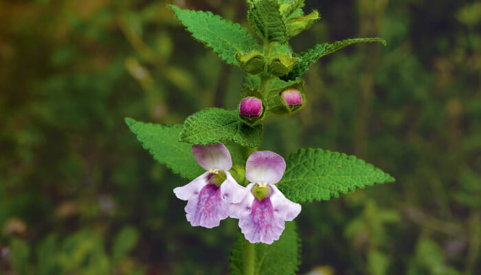 weiss violette Blüten des Immenblatt
