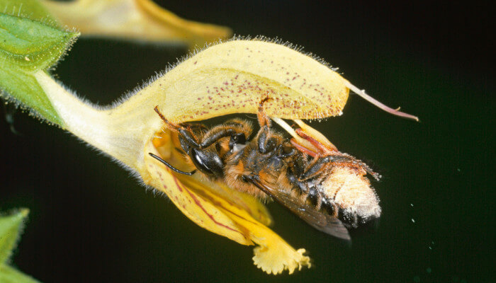 Biene an den gelben Blüten des klebriger Salbei