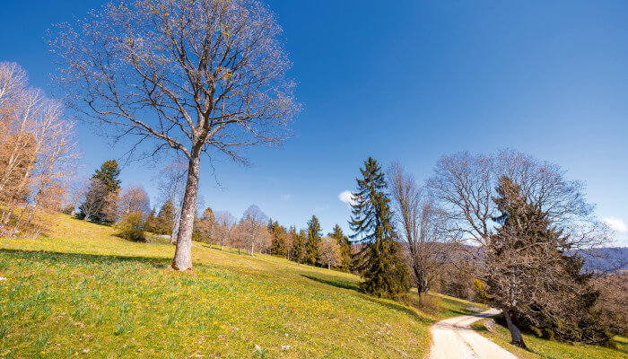 Wanderweg zwischen Frühlingsfeldern und Wiesen