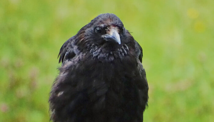 Schwarzer Rabenvogel auf grüner Wiese