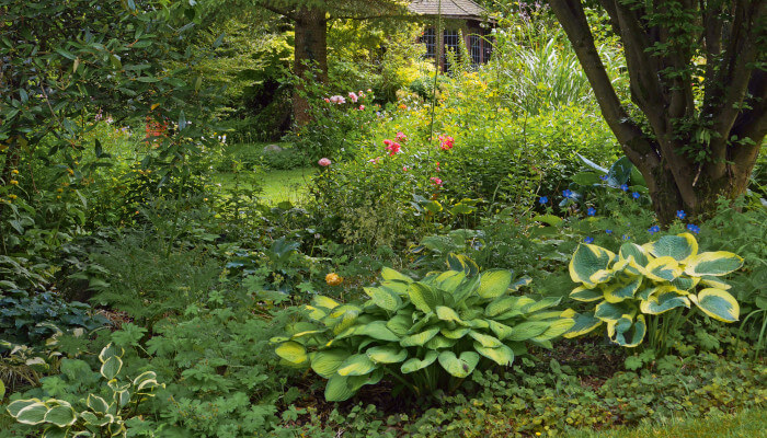 Verschiedene Wildpflanzen im Garten unter Bäumen