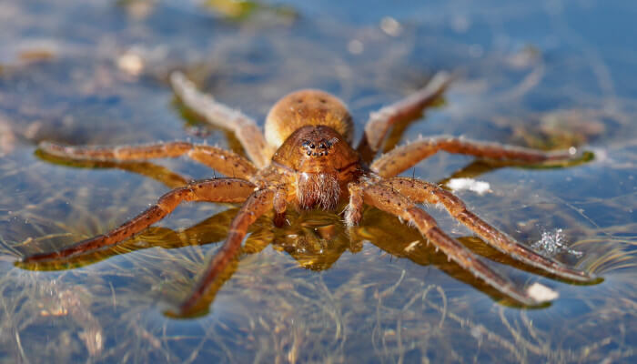 Braune Wasserspinne auf dem Wasser beim Sonnenbaden