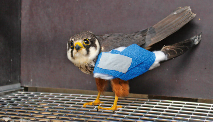 Verletzter Baumfalke in der Greifvogelstation Berg am Irchel