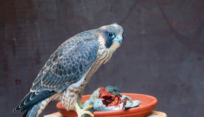 Wanderfalke vor Futterteller in der Greifvogelstation Berg am Irchel