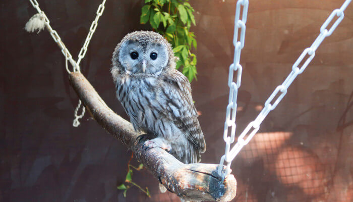 Habiktskauzküken auf Ast in der Greifvogelstation