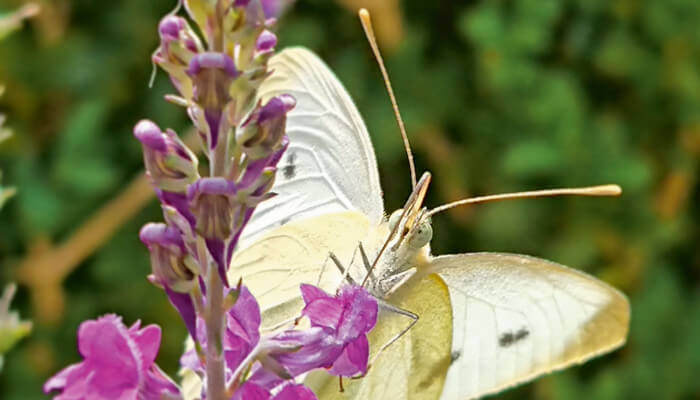 Ein weisser Schmetterling am Nektar trinken von einer violetten Blüte