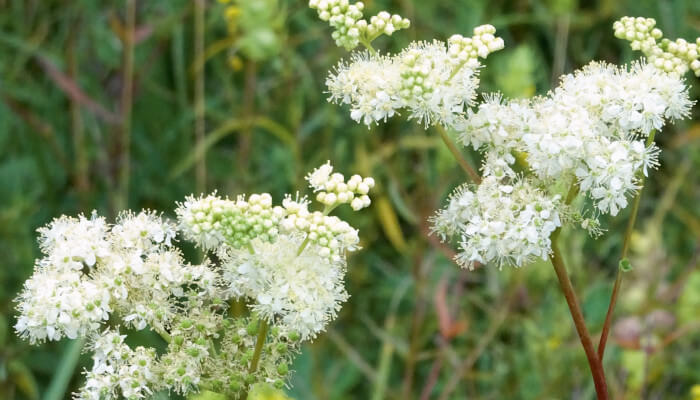 Weisse Blüten der Wiesenkönigin im Sommer