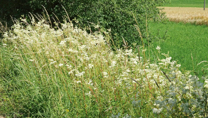 Feld von weiss-blühenden Wiesenkönigen an einem Bach