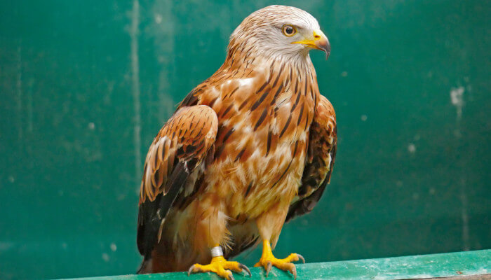 Rotmilan sitz nach vorne schauend im Käfig der Greifvogelstation Berg am Irchel