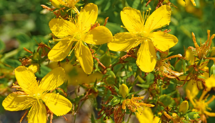 goldgelbe Blüten des Johanniskraut