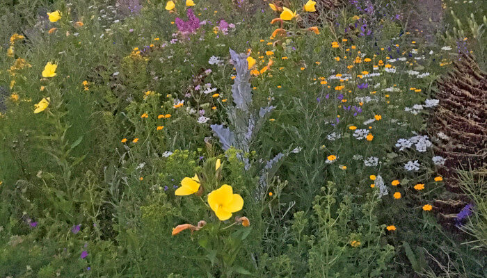 Die Blüten der Nachtkerzen in mitten einer Blumenwiese in der Dämmerung
