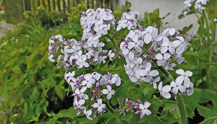 Offene Blüten der Mondviole am Abend