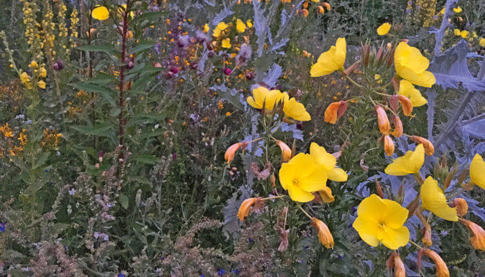 Nachtkerzenblüten bei Dämmerung im Naturgarten