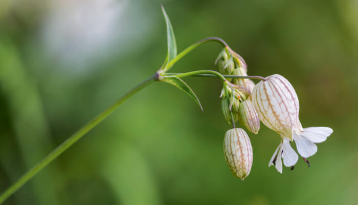 Blüten des Gemeines Leimkraut