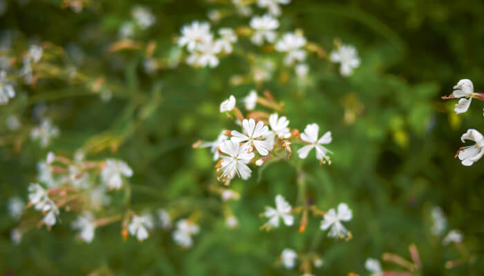 Weisse Blüten des Italienisches Leimkraut