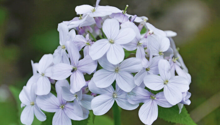 Blauen Blüten der Mondviole