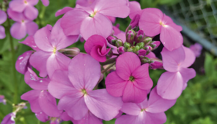 Violetten Blüten der Nachtviole