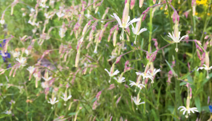 Offene Blüten des Nickendes Leimkraut