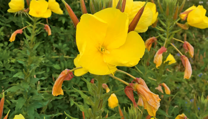 Gelbe Blüten der Rotkelchige Nachtkerze