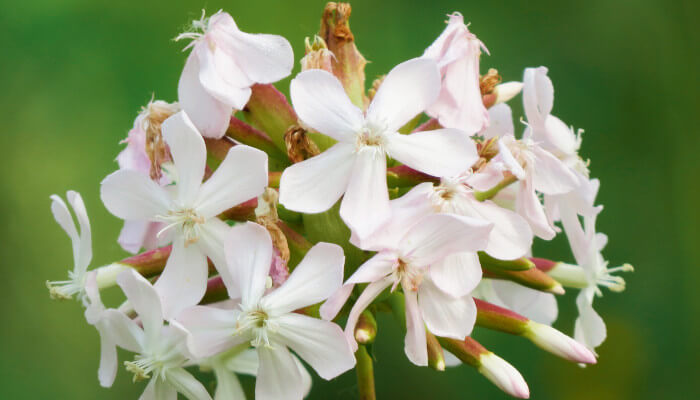 Weisse Blüten des Seifenkraut