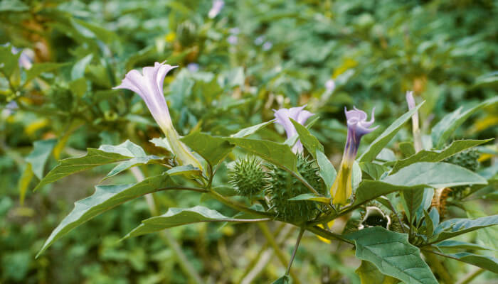 Violette offene Blüten des Stechapfel