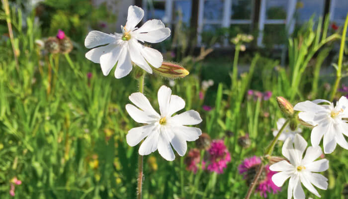 Weisse Blüten der Weissen Lichtnelke