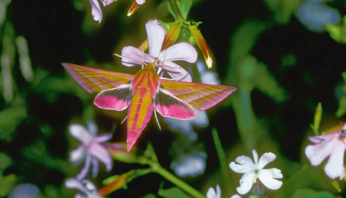 Nachfalter Mittlerer Weinschwärmer geniesst die Nachtblumen