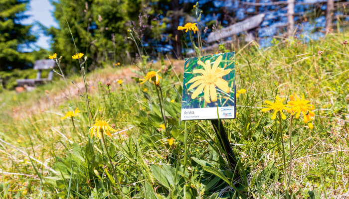 Blumenschild neben gelbblühender Blume auf dem Blumenpfad der Rigi