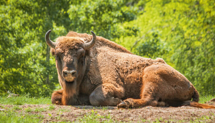 Liegender Wisent-Bulle auf karger Erde