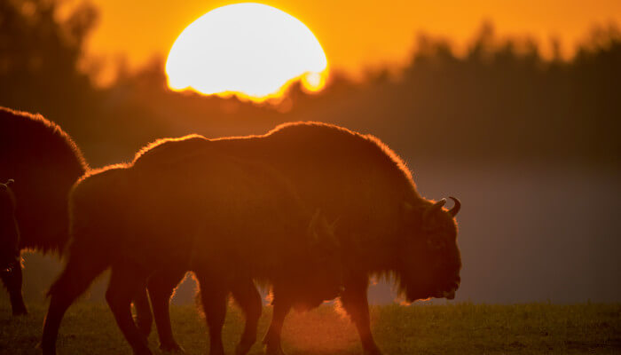 Wisent-Herde bei Sonnenuntergang