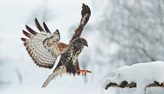 Mäusebussard im Anflug im Winter auf einen verschneiten Ast