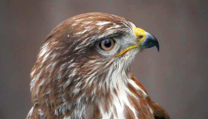 Mäusebussard mit Kopf auf die Seite geneigt