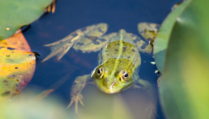 Frosch im Weiher zwischen Seerosen-Blättern