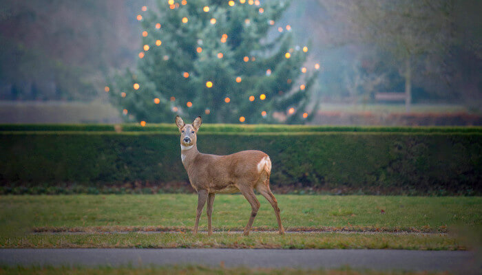 Reh auf Friedhofswiese vor Tannenbaum im Winter