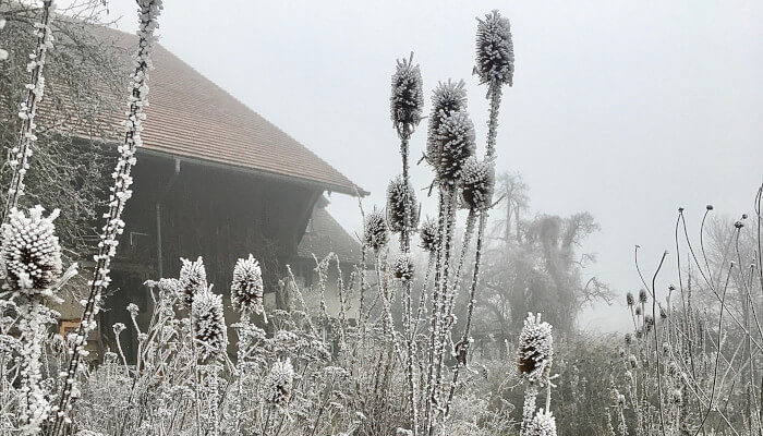 Winterliche Samenstände mit Raureif bedeckt