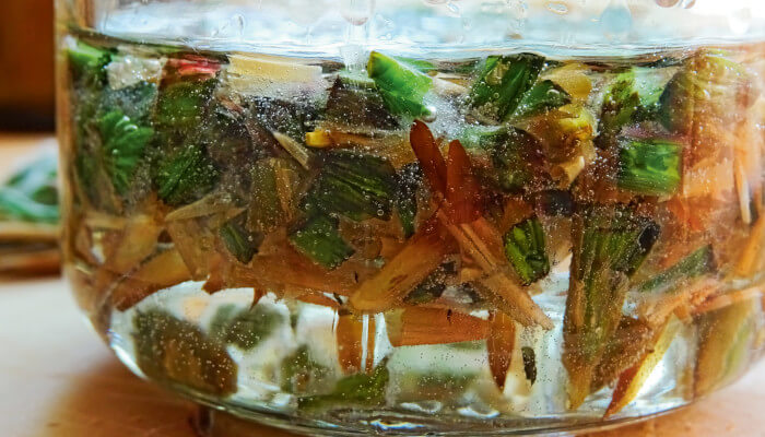 Einmachglas mit eingelegten Buchenknospen