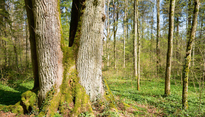 Dicker Eichenstamm im Güttingerwald