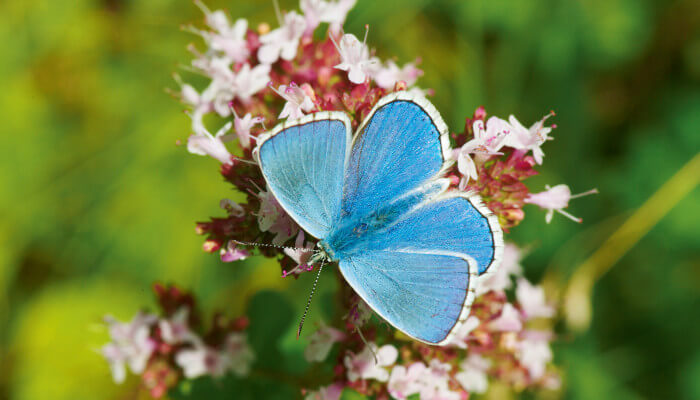 Bläuling-Schmetterling auf einer Blüte