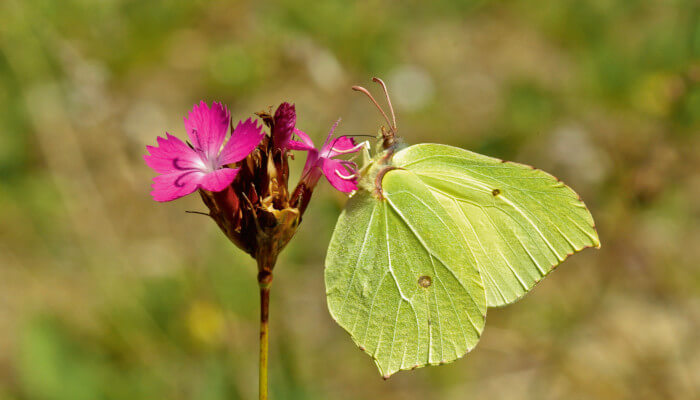 Zitronenfalter an einer Blüte mit geschlossen Flügel