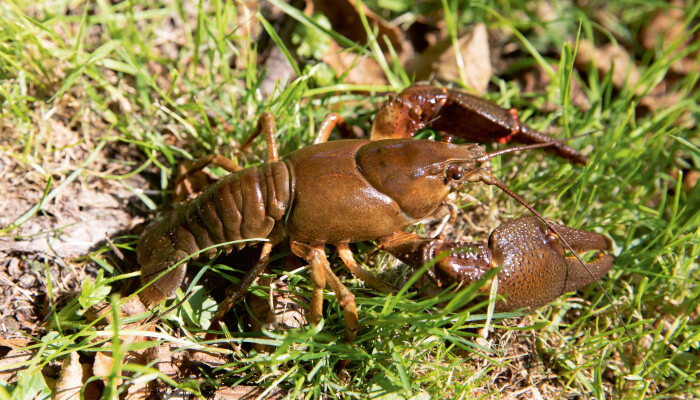 Braunscheinender Edelkrebs auf einer grünen Wiese