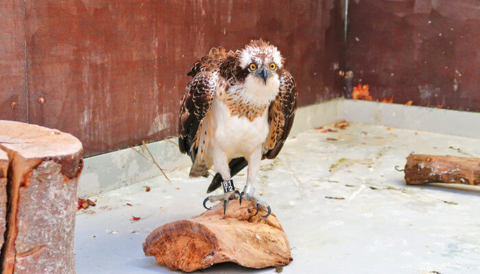 Fischadler auf Holzstrunk in der Greifvogelstation