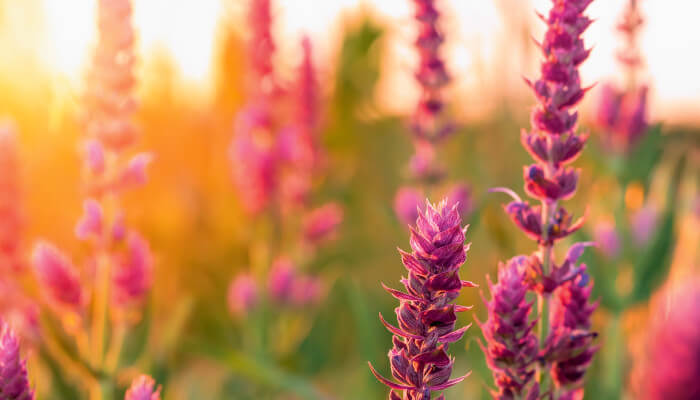 Gartensalbei im Abendsonnenlicht