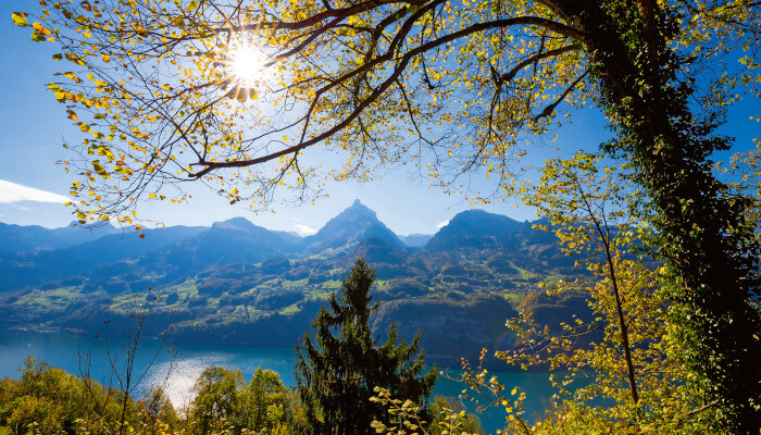 Blick durch Bäume und Sträucher auf den Walensee