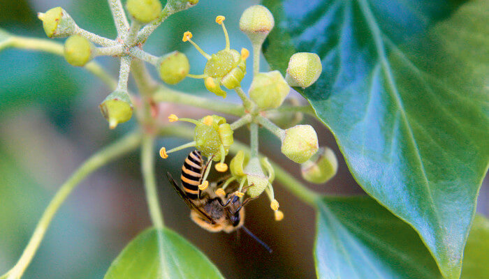 Efeu Seidenbiene auf einer gelben Blüte
