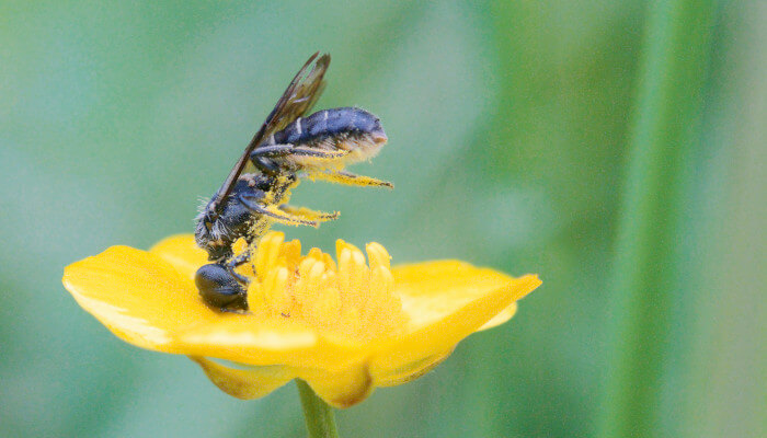 Hahnenfuss Scherenbiene auf einer gelben Blüte