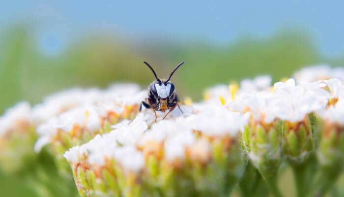 Rainfarn Maskenbiene auf einer weissen Blüte