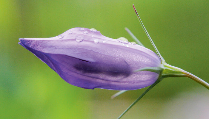 Violette Glockenblume in welcher eine Wildbiene ist