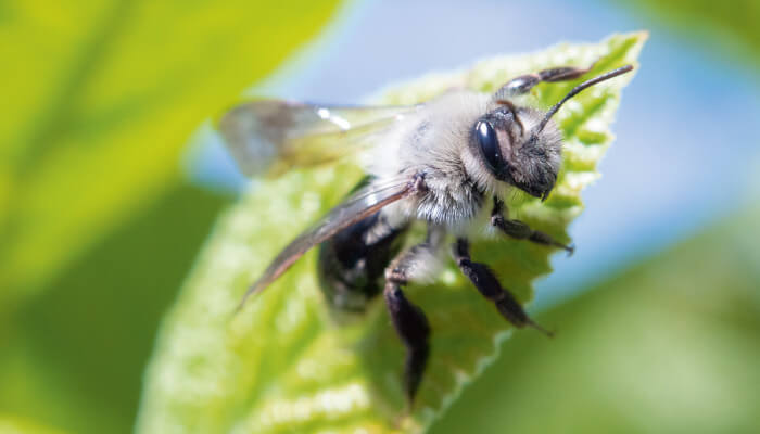  Weiden Sandbiene auf einer Blüte
