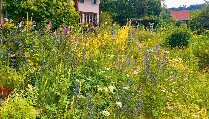 Blütenreicher Wildbienen Garten