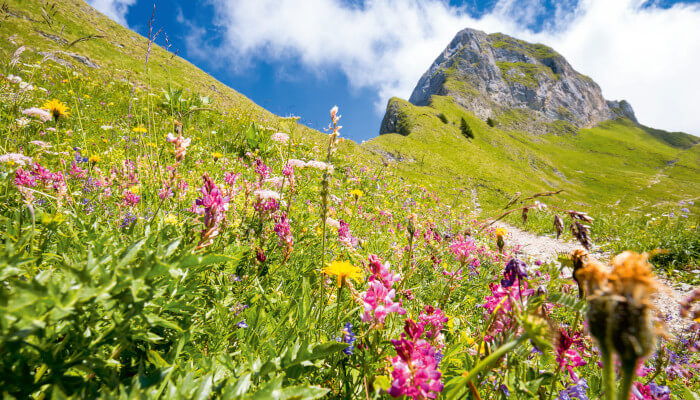 Blumenweise im Sommer auf dem Gantrisch